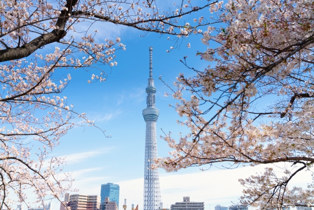 東京スカイツリーと桜