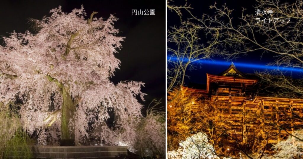 円山公園と清水寺ライトアップ