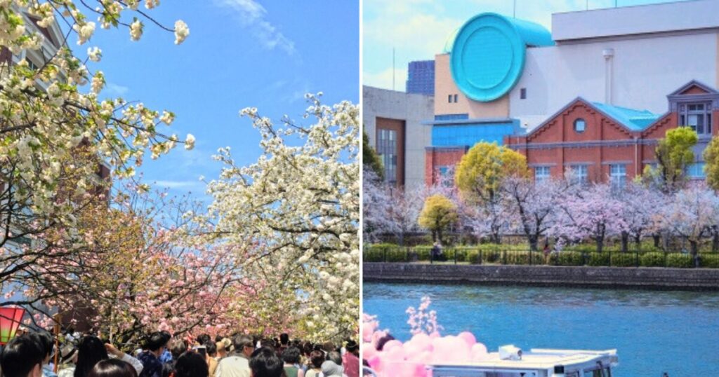 大阪　造幣局の通り抜け桜