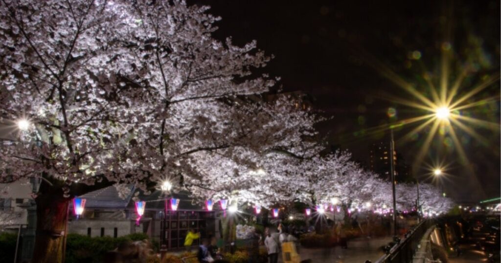 隅田公園ライトアップ