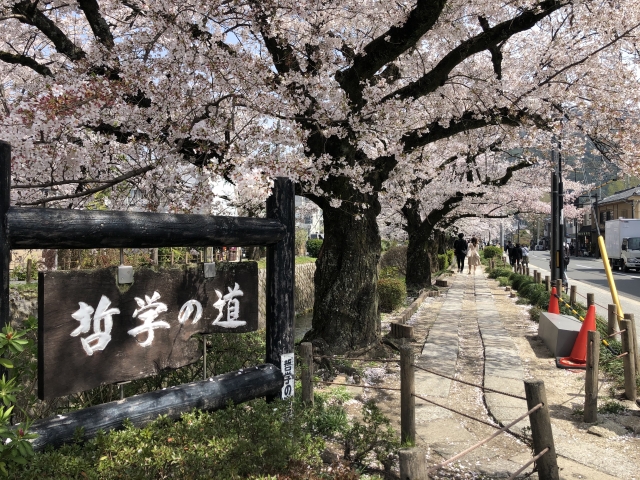 哲学の道　桜