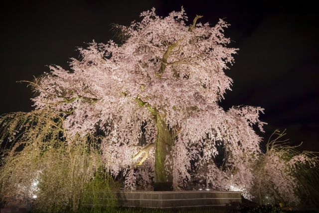 円山公園　枝垂れ桜