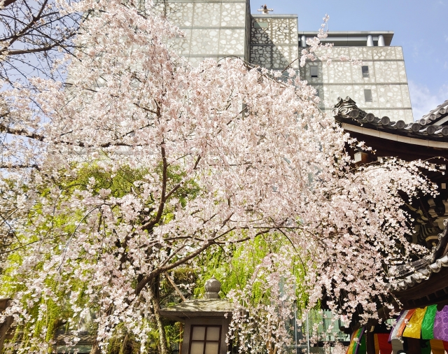 六角堂の桜