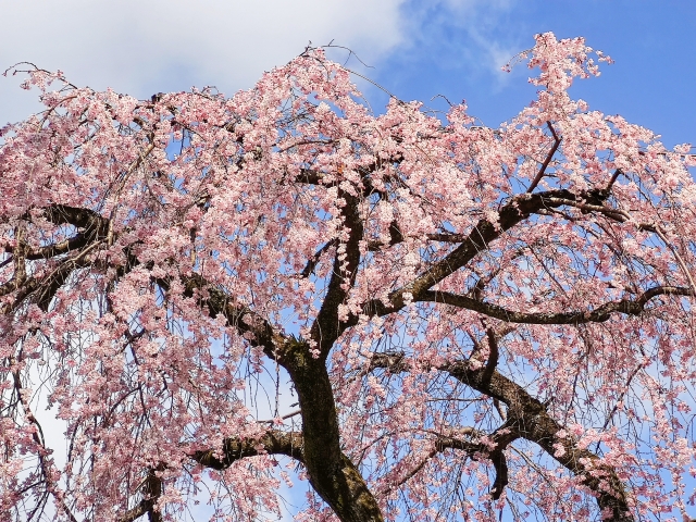 京都御苑しだれ桜