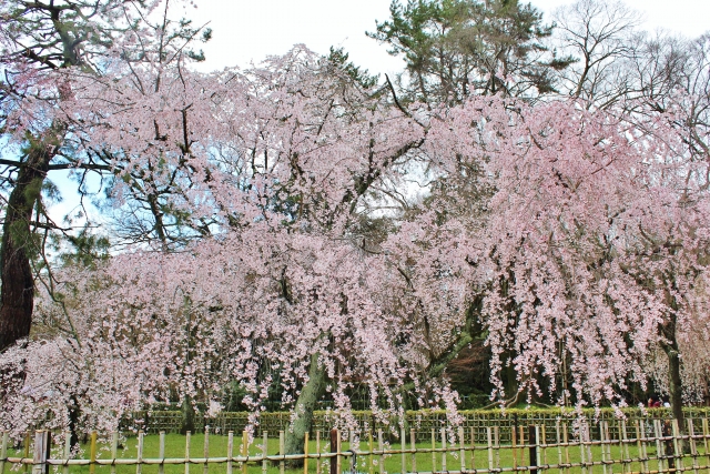 京都御苑・近衛邸跡の枝垂桜
