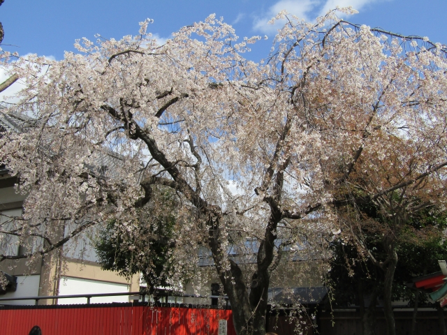 車折神社の桜