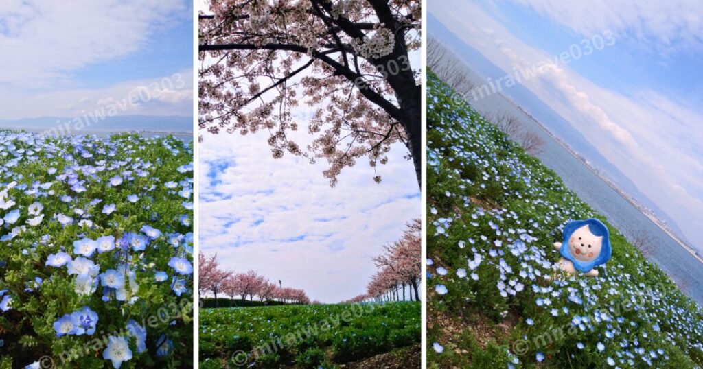 舞洲ネモフィラ祭り