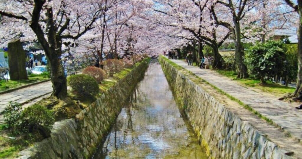 哲学の道　桜並木