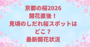 京都の桜2026開花直後！見頃のしだれ桜スポットはどこ？最新開花状況
