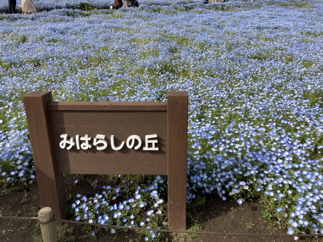 国営ひたち海浜公園 みはらしの丘