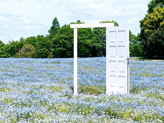 世羅 ネモフィラ畑