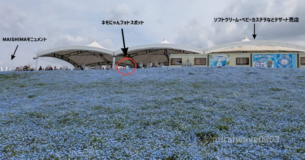4月25日のネモフィラ畑(舞洲)