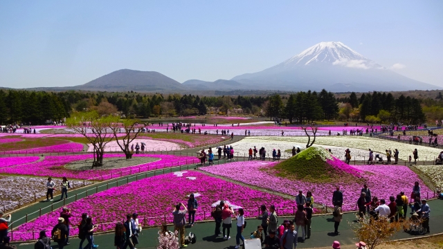 富士本栖湖の芝桜　混雑具合賑わうパーク