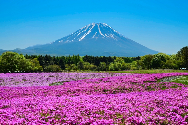 富士本栖湖リゾート　芝桜　と富士山