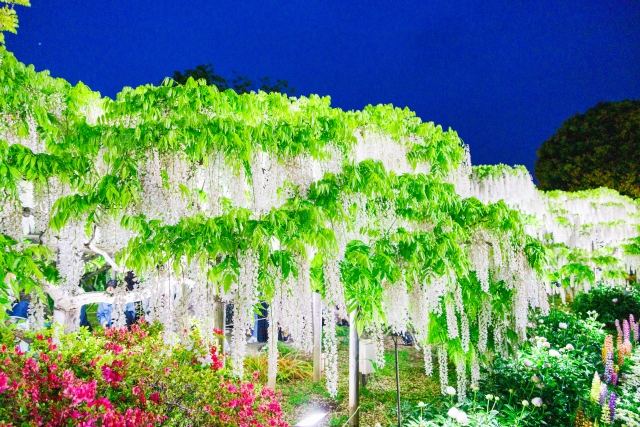 あしかがフラワーパーク 白藤ライトアップ