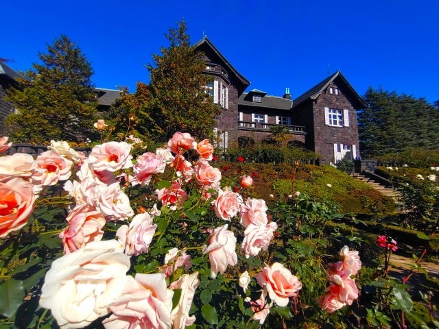 旧古河庭園のバラ園と建物