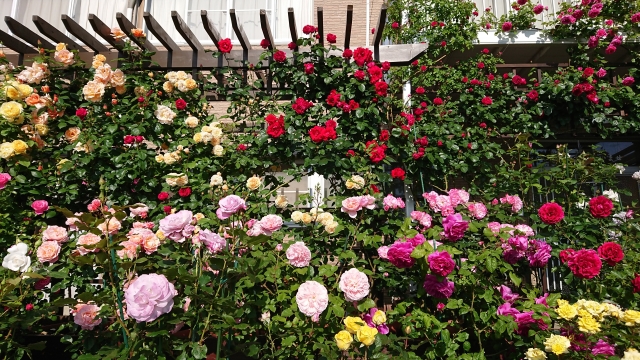 バラ園のいろいろなバラ