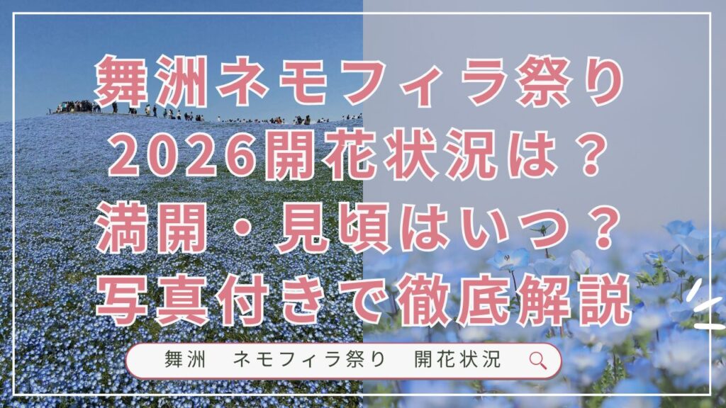 舞洲ネモフィラ祭り2026開花状況は？満開・見頃はいつ？写真付きで徹底解説