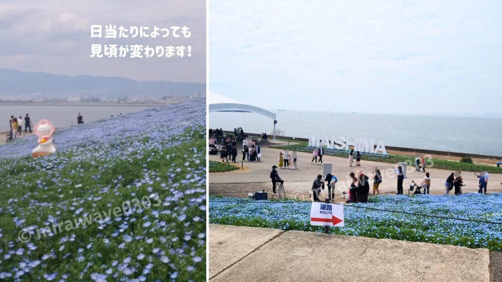 満開・見頃のネモフィラ