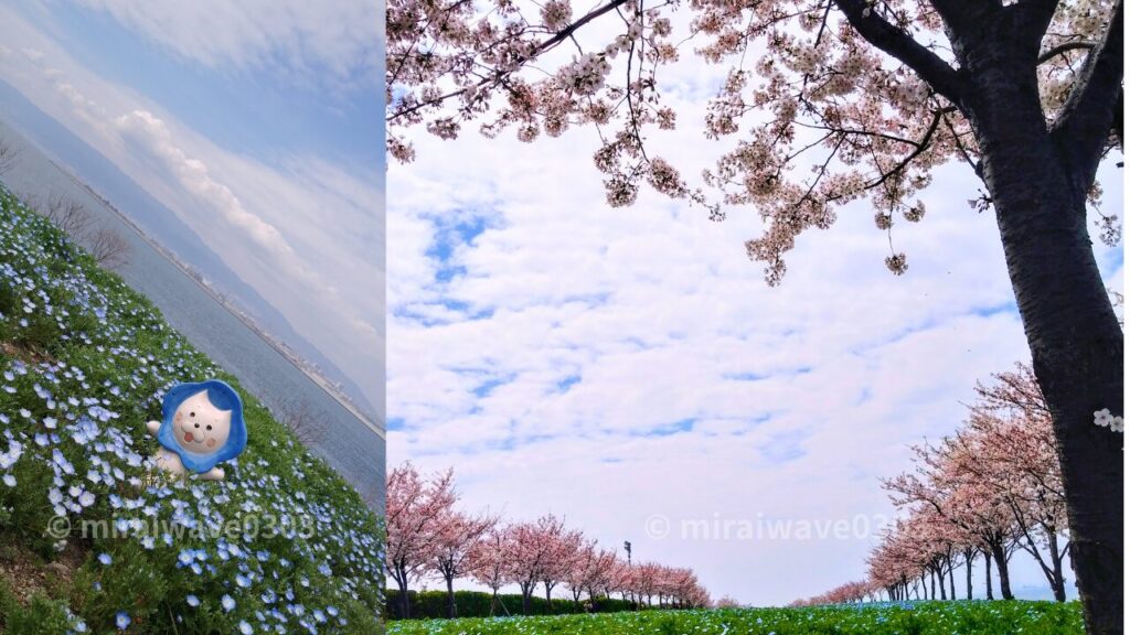 桜並木とのコラボ　舞洲ネモフィラ