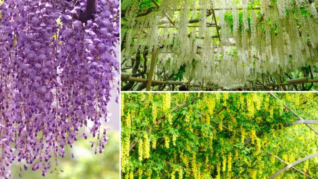 あしかがフラワーパーク 大藤・白藤・きばな藤