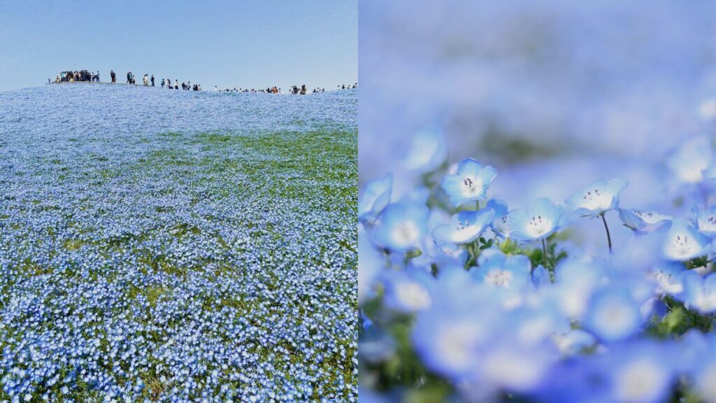 国営ひたち海浜公園