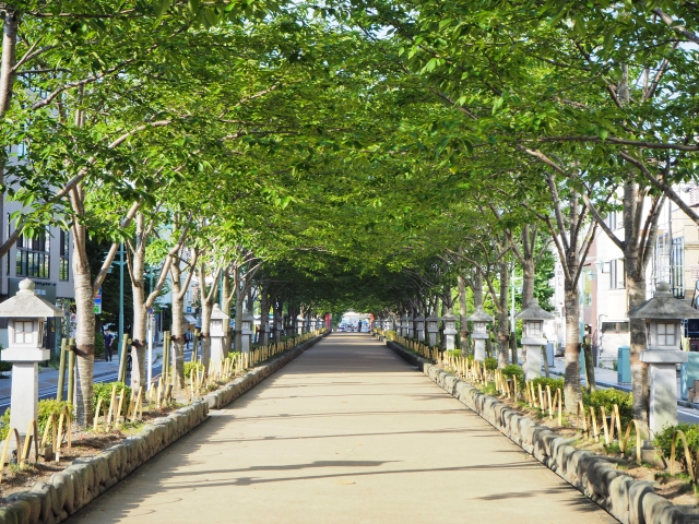 鎌倉　若宮大路